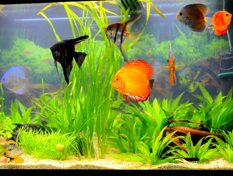 Pez De Acuario