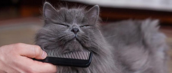 Cepillar el pelo del gato en verano