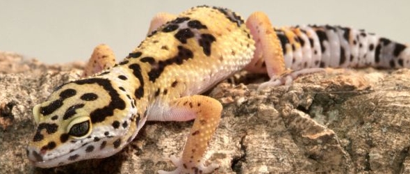 Consejos para cuidar geckos leopardo