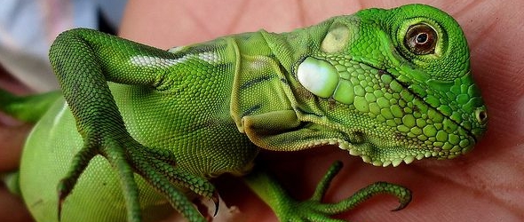 El delicado lenguaje corporal de las iguanas