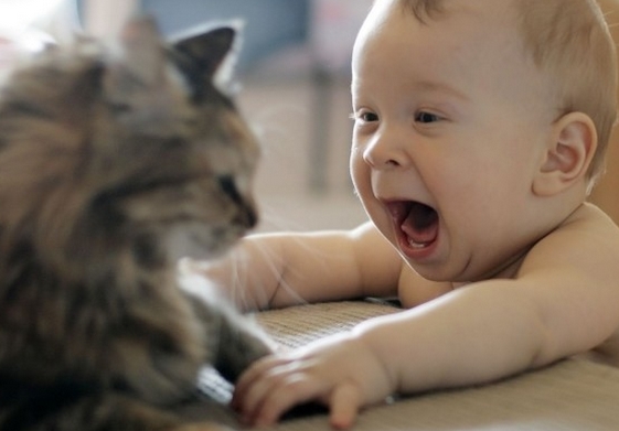 El gato y la llegada del bebe consejos convivencia