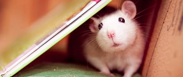 Fotografías que muestran la ternura de las ratas
