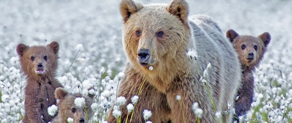 Hermosas fotografias de mama oso educando a sus oseznos