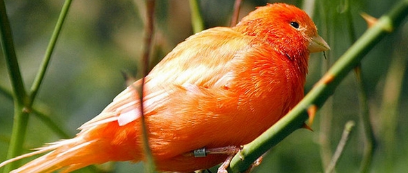 Lenguaje corporal de los canarios y otras aves