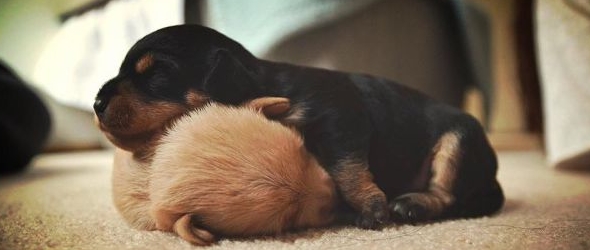 Mejores fotografías de cachorros dormidos donde se antoje