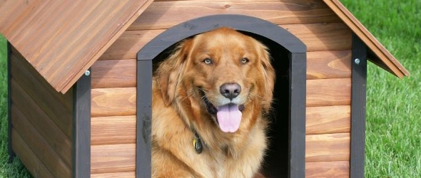 Consejos para construir la primera casa para perros