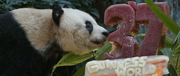 Fotografías de Jia Jia el oso panda más longevo del mundo