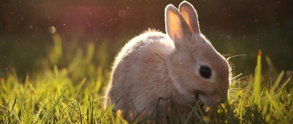 Hermosas fotografías de conejos cómo cuidar al conejo