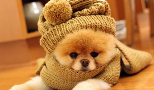 Abriga y cuida a tu perro del frío
