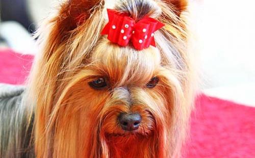 Accesorios de peluquería para perros