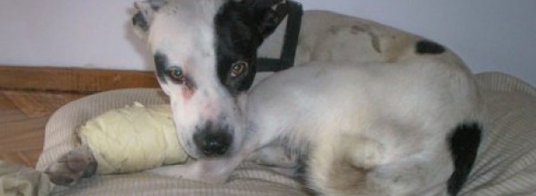 accidentes-comunes-en-perros_iuzny