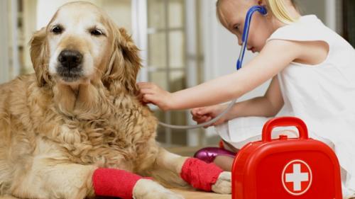 Accidentes de mascotas en el hogar