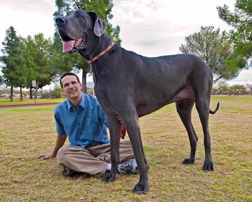 Adoptar un perro de raza grande