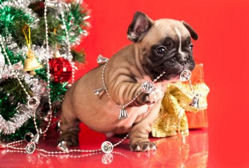 Adornos navideños, un peligro para tus mascotas