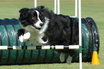 Agility, un deporte para jugar con tu perro