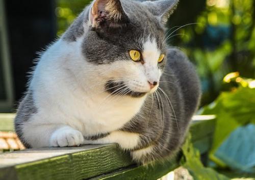 Alejar a los gatos de tu jardín o patio