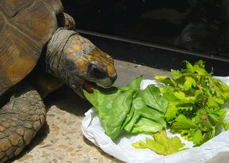 Alerta si la tortuga no quiere comer