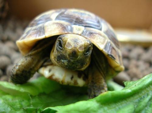 Alimentación de las tortugas domésticas