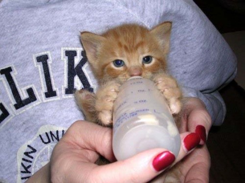 Alimentando un gato bebé con biberón