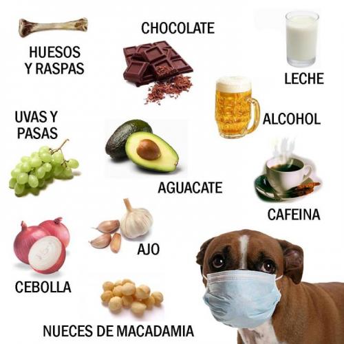 Alimentos no recomendados para los perros