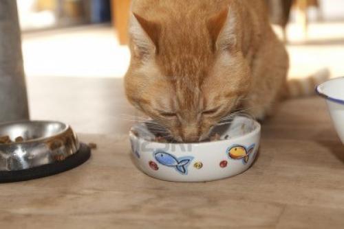 Alimentos para gatos