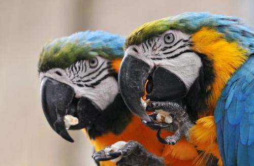 Alimentos peligrosos para los loros