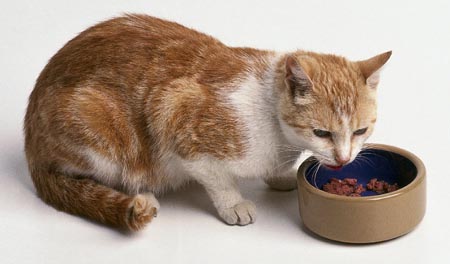 Alimentos prohibidos para los gatos
