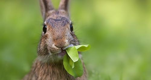 Alimentos tóxicos para los conejos