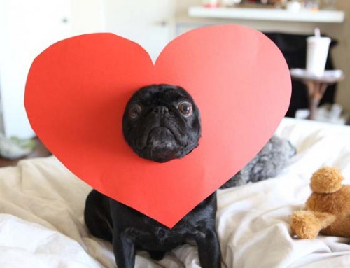 Amor en el día de San Valentín para las mascotas