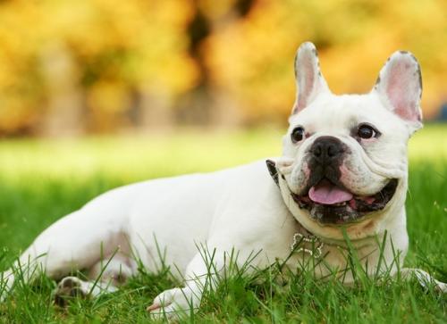 Antioxidantes para mejorar la calidad de vida de las mascotas