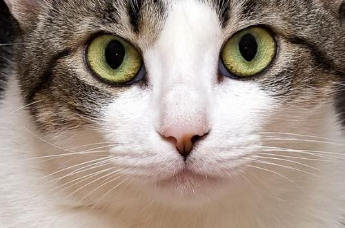 Aplicando gotas y pomadas en los ojos del gato