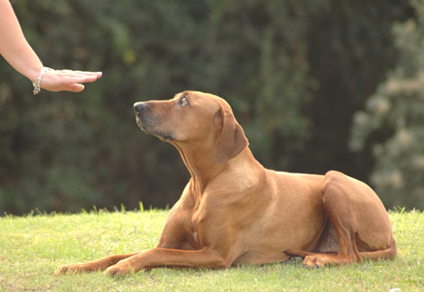 Aprende a educar a tu cachorro