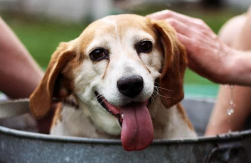 Aprende a eliminar las garrapatas del perro