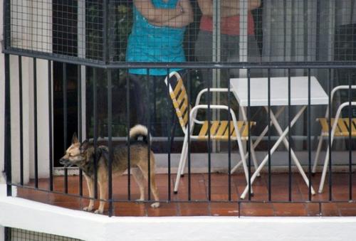 Armonía entre mascotas y vecinos