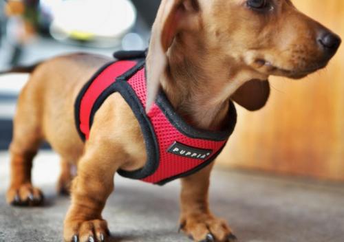 Arneses para perros: beneficios y diferencias con los collares