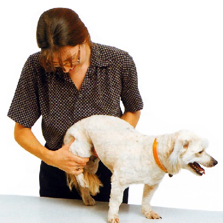 Artrosis canina y su tratamiento