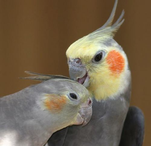 Aves, las mascotas para las personas de edad avanzada