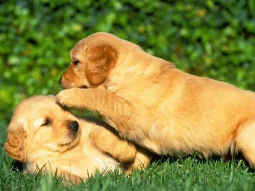 Ayudando a socializar al perro