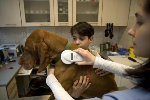 Beneficios de implantar el microchip a las mascotas