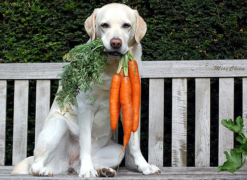 Beneficios de las zanahorias en la dieta de las mascotas