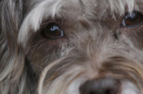 Borrar las manchas de lágrimas del perro