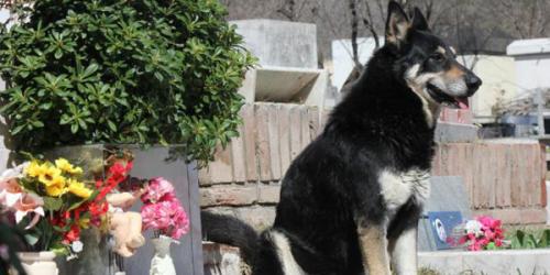 Capitán el perro que vive seis años junto a la tumba de su amo