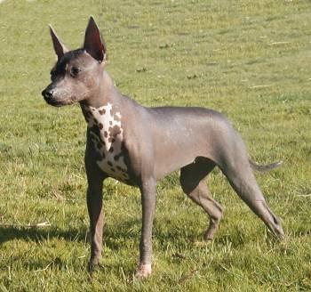 Caracteristicas del perro peruano sin pelo