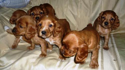 Características y Cuidados de los cachorros Cocker