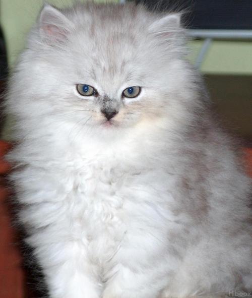 Características y cuidados del gato persa