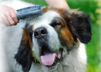 Cepillando el pelo de nuestro can