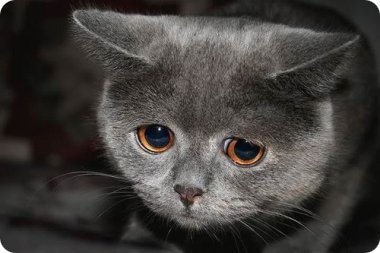 Combatiendo la depresión en los gatos