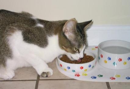 Cómo alimentar de manera correcta a un felino