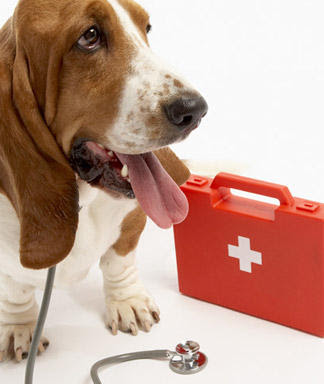 Como atender a nuestro perro en caso de emergencia
