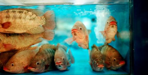 Como detectar el estrés en los peces